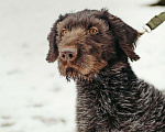 Собаки в Санкт-Петербурге: Красотка собака породы Дратхаар Девочка, Бесплатно - фото 8