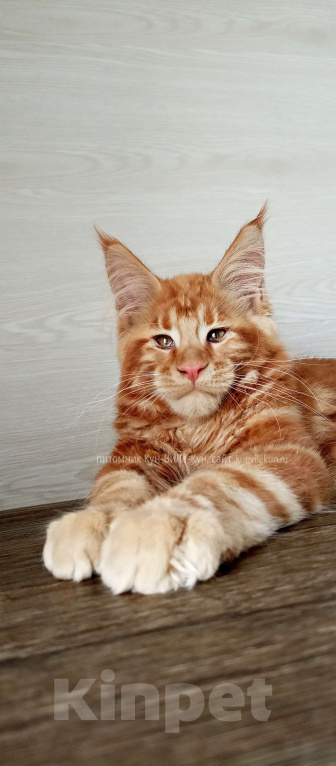 Кошки в Москве: Мейн-Кун  Мальчик, Бесплатно - фото 7