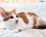 Кошки в Москве: Чупачупс - рыжий обнимательный котик в дар Мальчик, Бесплатно - фото 5