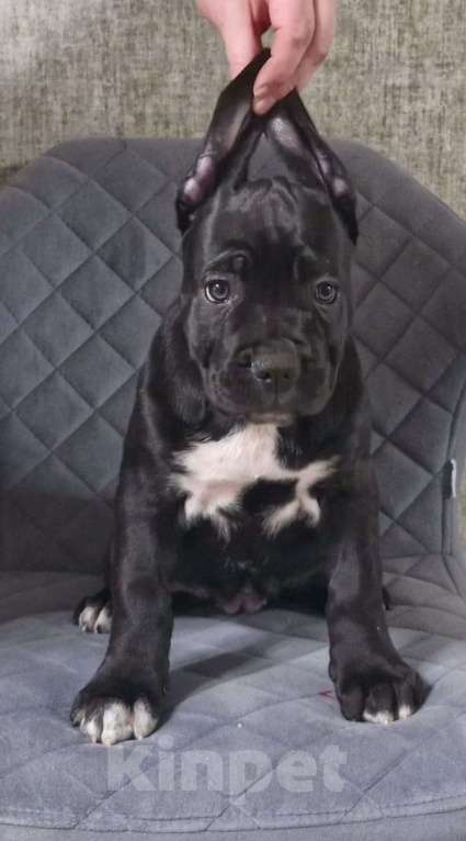 Собаки в других городах Краснодарского края: Щенки Кане Корса  Девочка, Бесплатно - фото 1