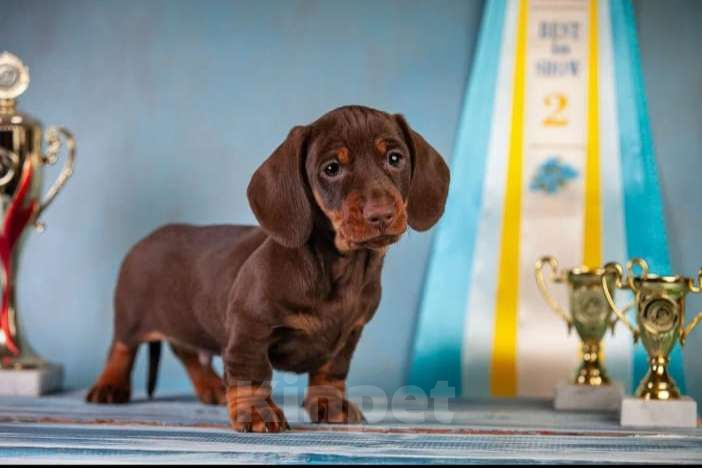 Собаки в Москве: Клубные щенки кроличьей таксы 100% Мальчик, 70 000 руб. - фото 2