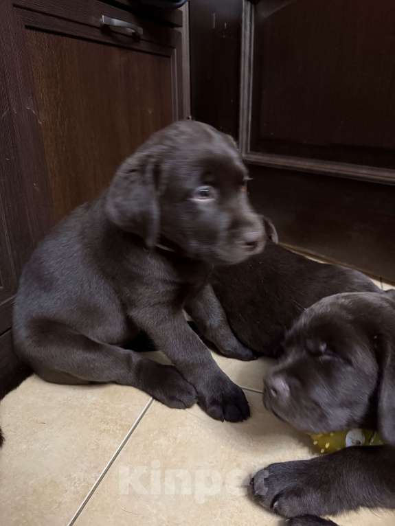 Собаки в Люберцах: Щенки Лабрадора -ретривера шоколадного окраса Девочка, 100 000 руб. - фото 5