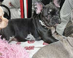 Собаки в других городах Московской области: Французский бульдог Мальчик, 70 000 руб. - фото 6