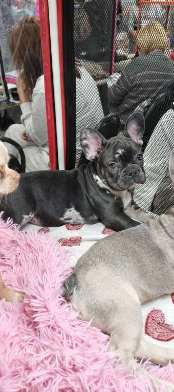 Собаки в других городах Московской области: Французский бульдог Мальчик, 70 000 руб. - фото 6