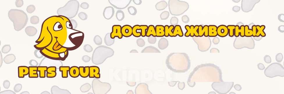 Собаки в Санкт-Петербурге: Голубого окраса щенок чихуахуа Винсент Мальчик, 100 000 руб. - фото 10