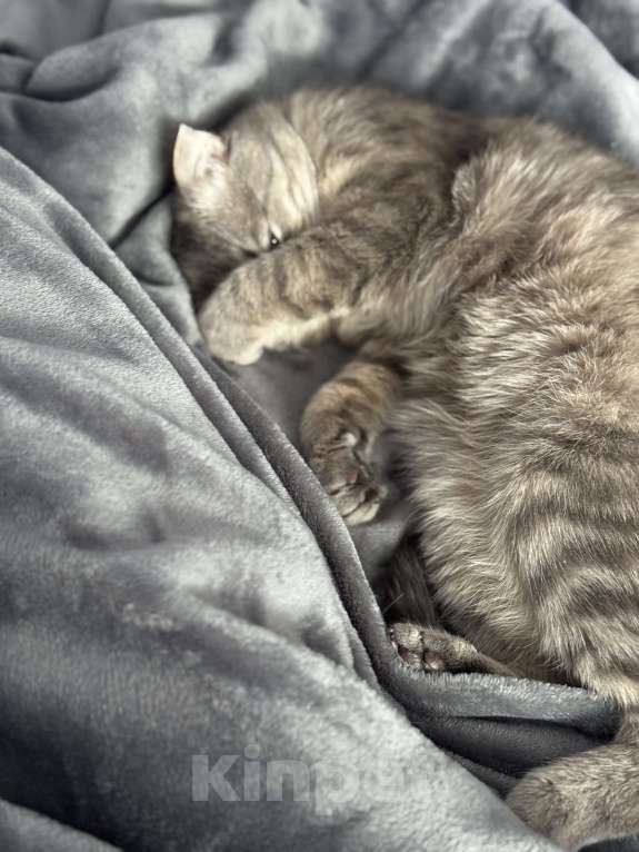 Кошки в Уфе: В добрые руки! Арчи ищет новых хозяев❤️ Мальчик, Бесплатно - фото 3