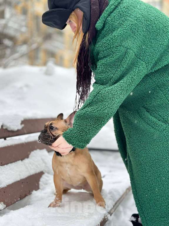 Собаки в Москве: Девочка французского бульдога Девочка, 50 000 руб. - фото 3