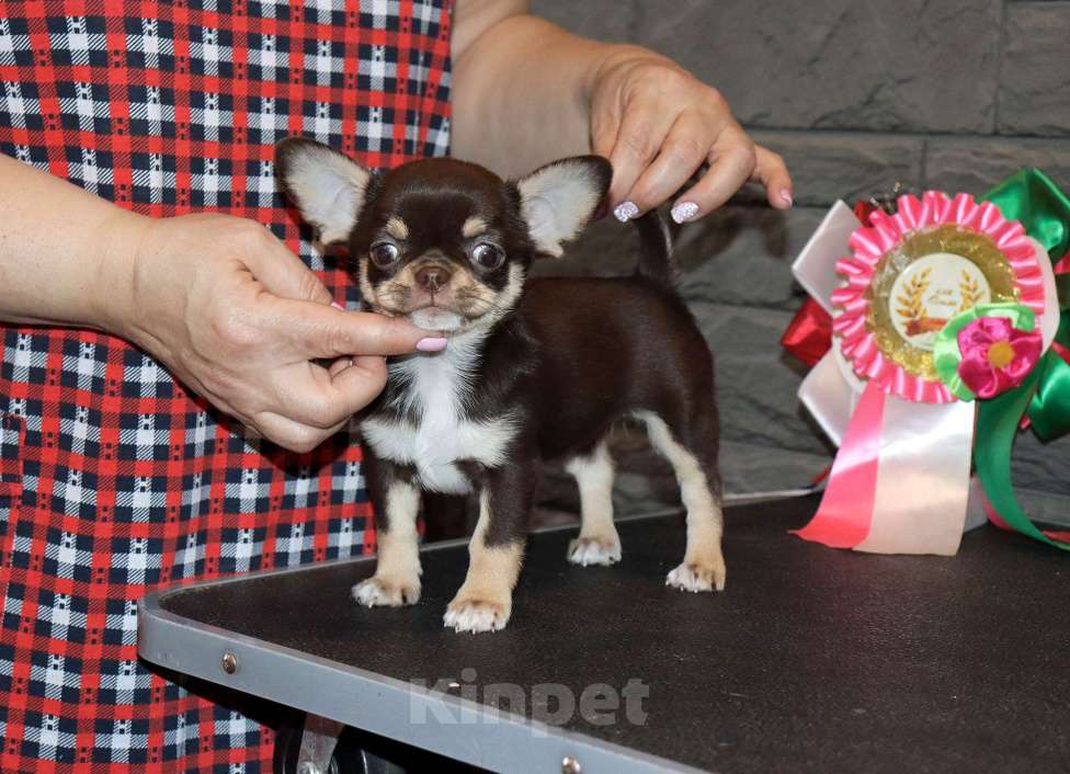 Собаки в Москве: Шоколадная чихуахуа Девочка, 150 000 руб. - фото 1