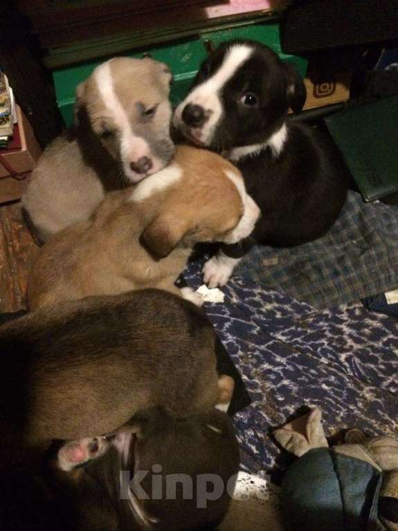 Собаки в Казани: Отдам бесплатно Девочка, Бесплатно - фото 3