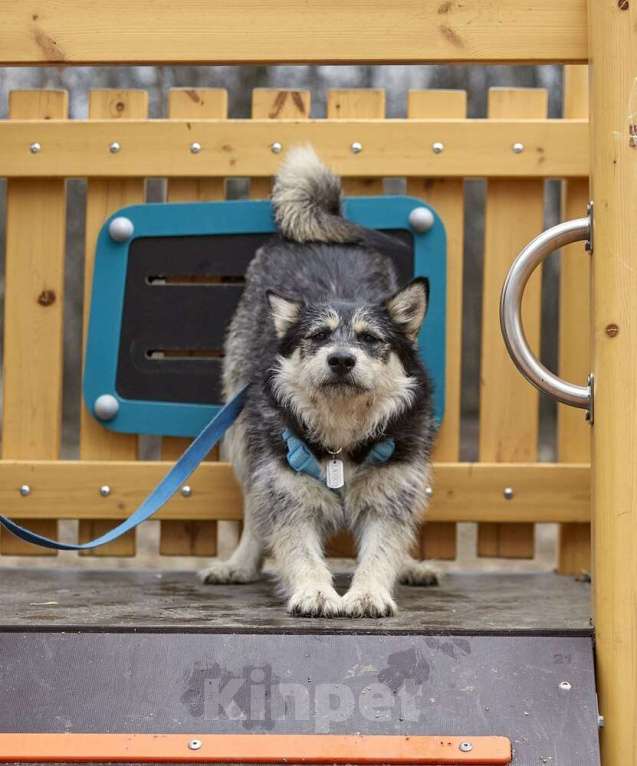 Собаки в Москве: Удивительный почтищенок Финик в добрые руки Мальчик, 1 руб. - фото 5