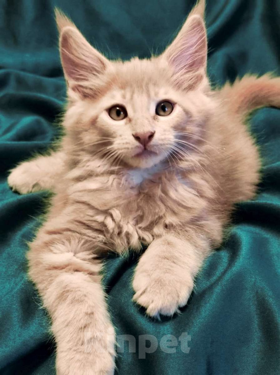 Кошки в Москве:  Елисей - кремовый тикированный мальчик  Мальчик, 90 000 руб. - фото 1