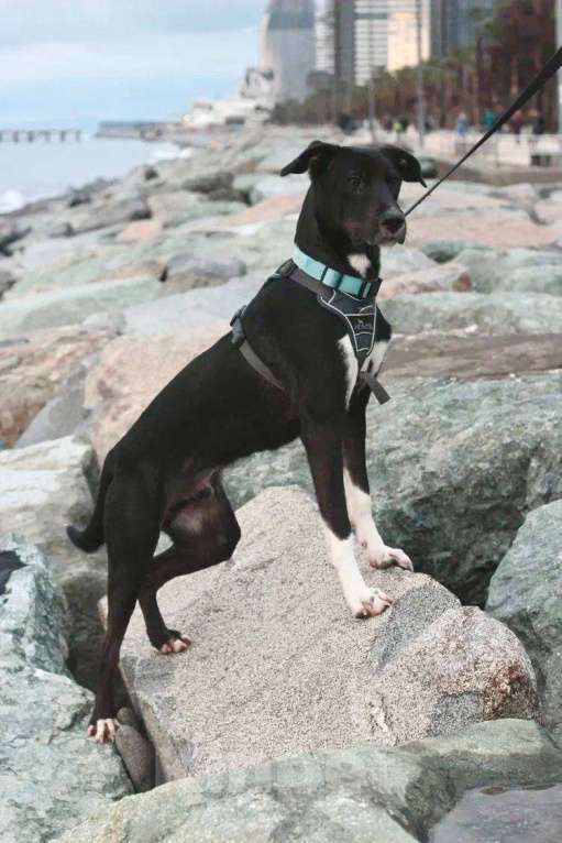 Собаки в Москве: Гили спасён в Грузии и ищет дом Мальчик, Бесплатно - фото 2