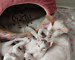 Кошки в Москве: Котенок Корниш Рекс Мальчик, Бесплатно - фото 8
