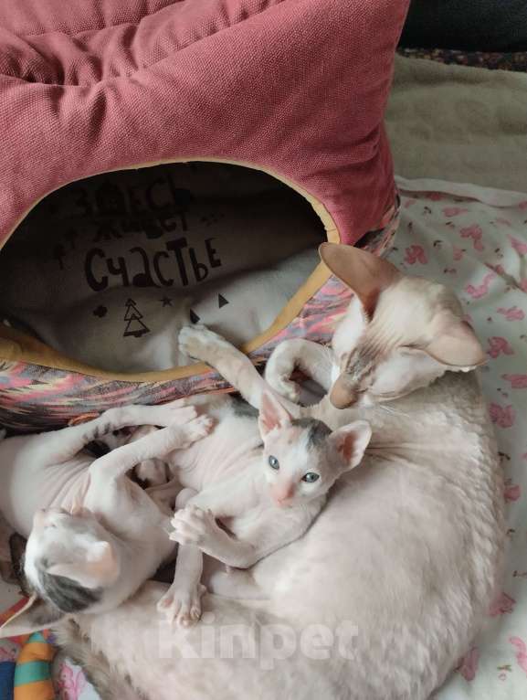 Кошки в Москве: Котенок Корниш Рекс Мальчик, Бесплатно - фото 8