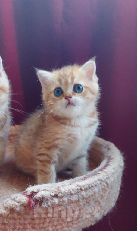 Кошки в Москве: Золотая шотландская девочка Девочка, Бесплатно - фото 4