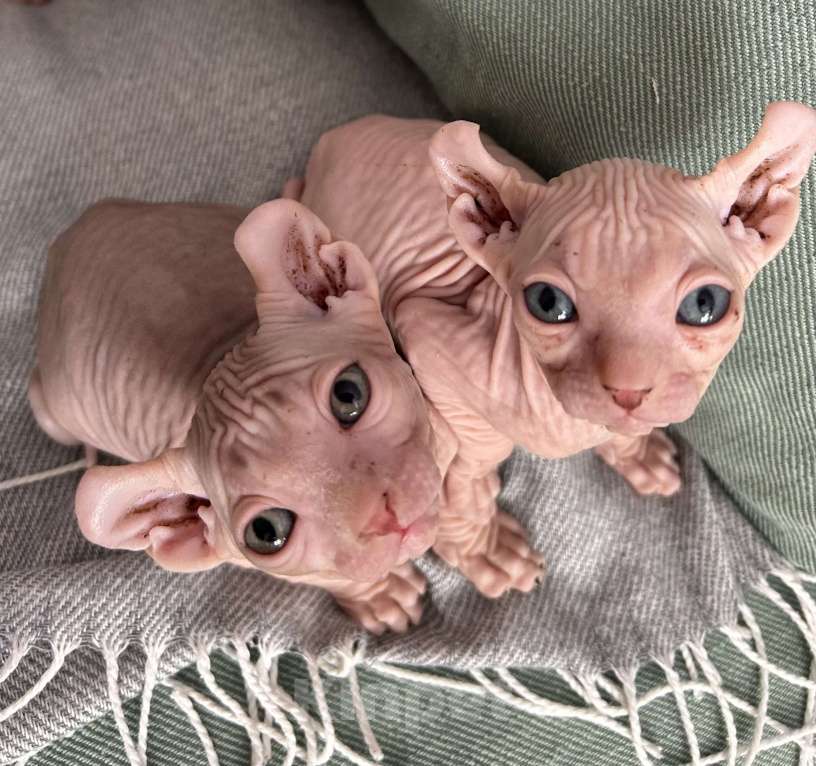 Кошки в Москве: Продаются котята-эльфы Мальчик, 22 000 руб. - фото 3