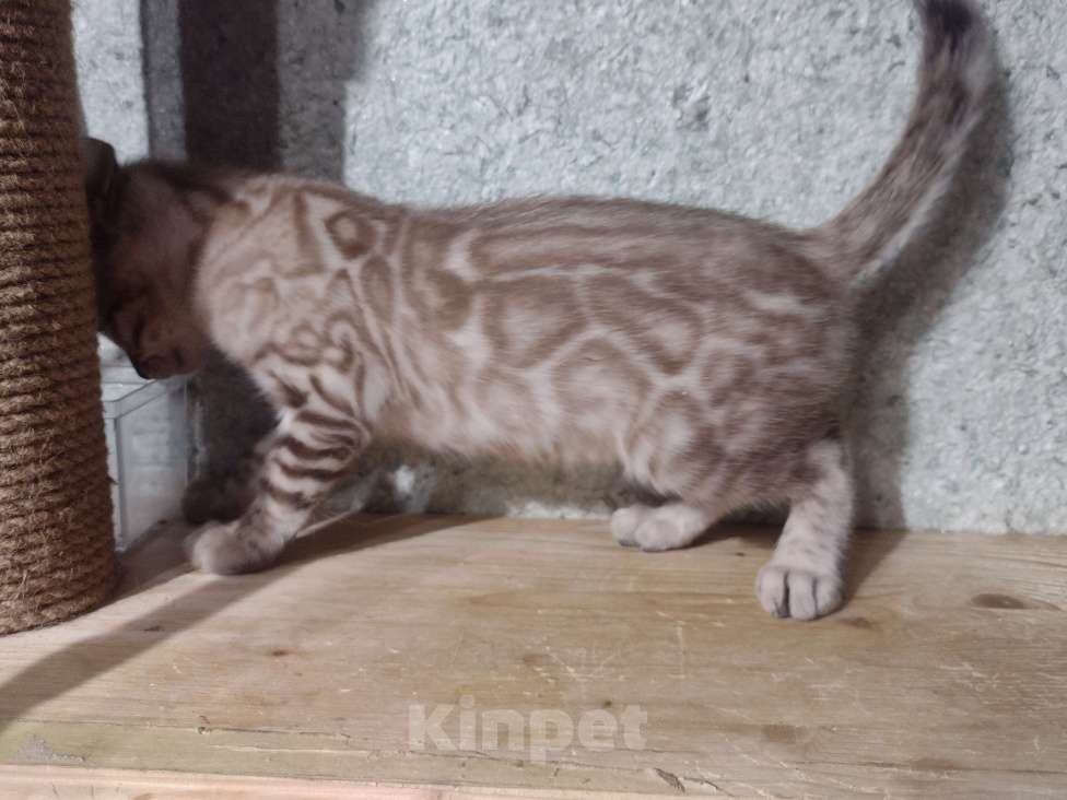 Кошки в Санкт-Петербурге: Бенгальский котенок окраса минк. Родители чемпионы  Мальчик, 50 000 руб. - фото 4