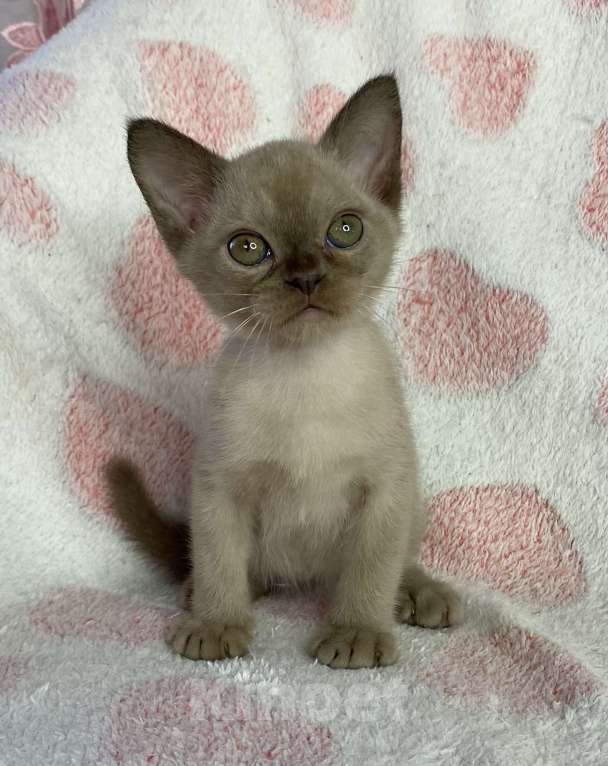 Кошки в Дмитрове: Шоколадная бурманская девочка Bell Девочка, 40 000 руб. - фото 2