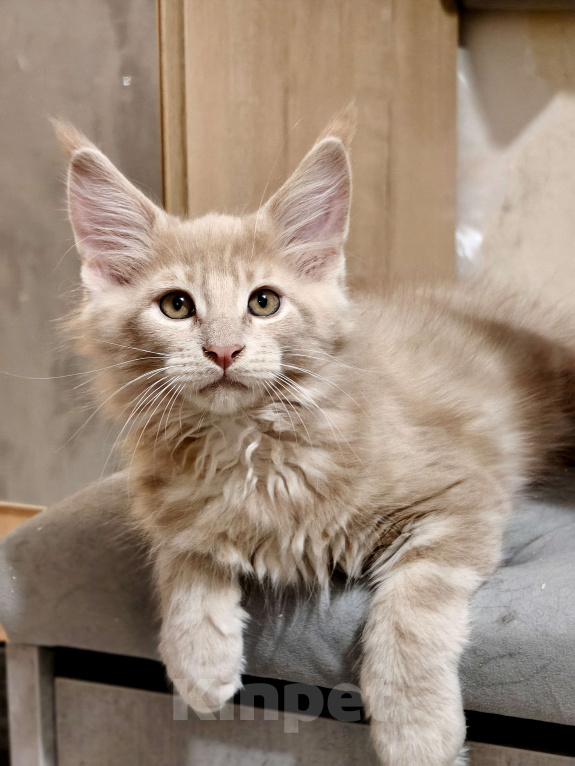 Кошки в Санкт-Петербурге:  Елисей - кремовый добродушный мальчик Мальчик, 75 000 руб. - фото 5