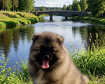 Собаки в Москве: Кобель немецкого вольфшпиц/кеесхонд Мальчик, 40 000 руб. - фото 5
