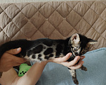 Кошки в Владикавказе: Бенгальские котята Мальчик, Бесплатно - фото 1