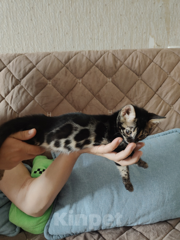 Кошки в Владикавказе: Бенгальские котята Мальчик, Бесплатно - фото 1