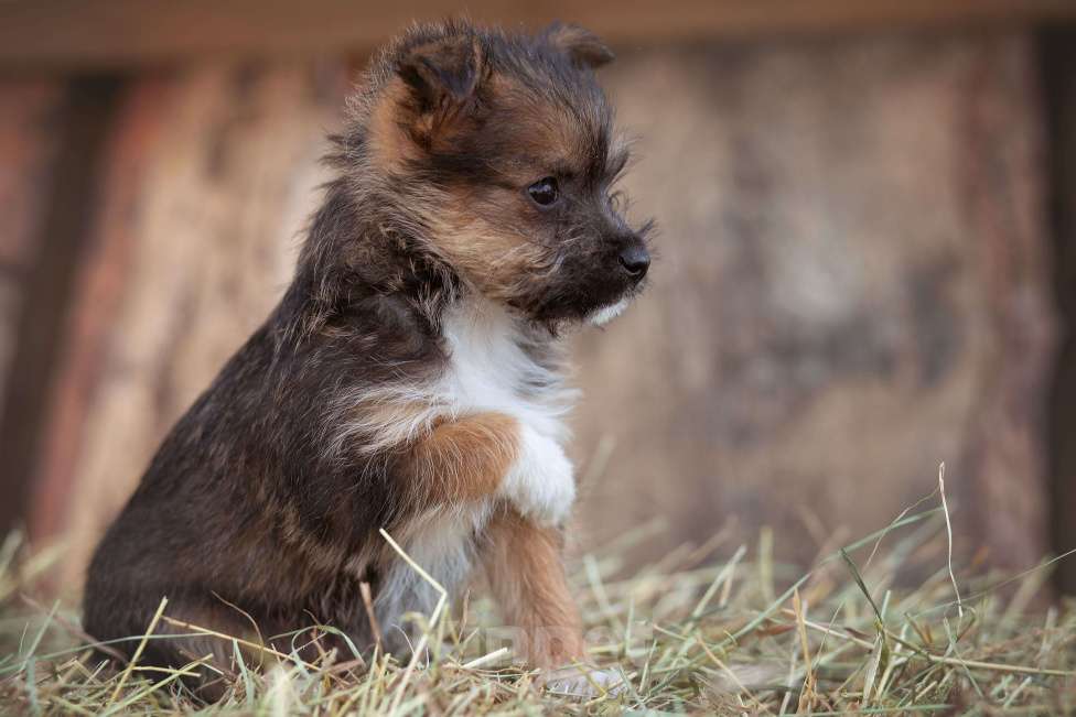 Собаки в Москве: мелкаш Мики в добрые руки Мальчик, Бесплатно - фото 9