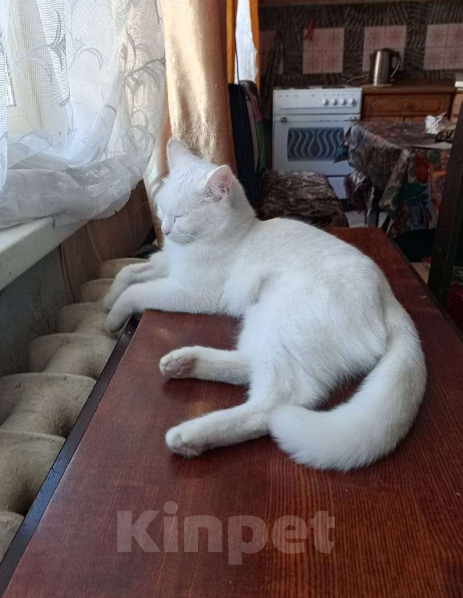 Кошки в Чите: Отдам милую кошечку Девочка, Бесплатно - фото 5