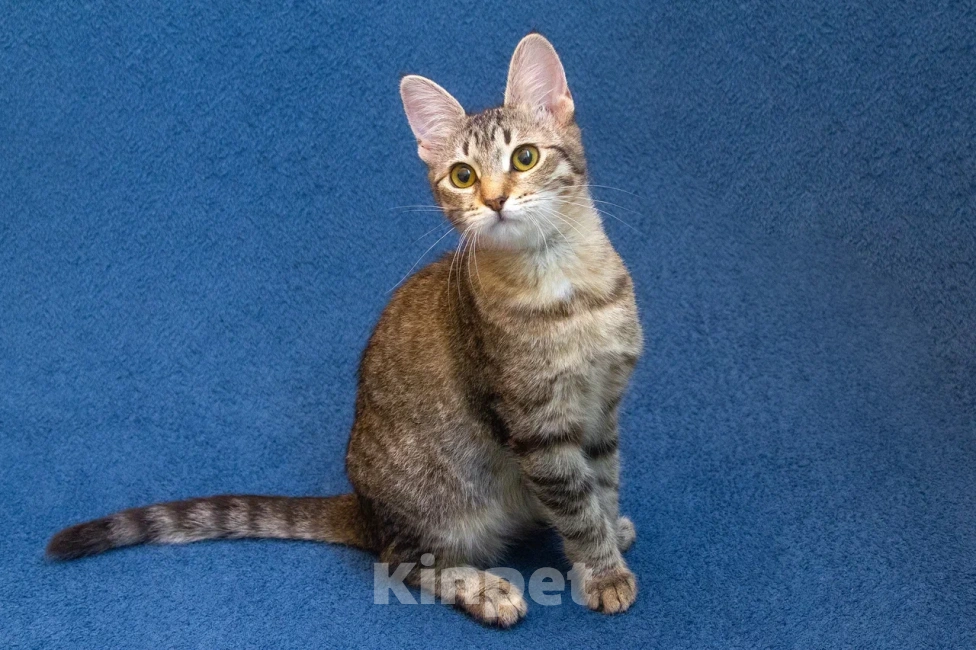 Кошки в Москве: Котенок девочка в добрые руки Девочка, 10 руб. - фото 8