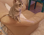Кошки в Ростове-на-Дону: Отдам бесплатно котят Мальчик, Бесплатно - фото 1