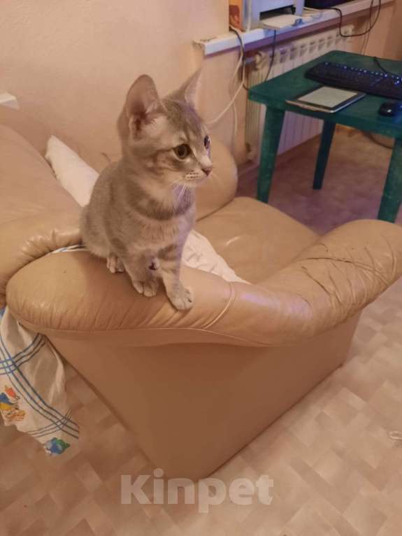 Кошки в Ростове-на-Дону: Отдам бесплатно котят Мальчик, Бесплатно - фото 1