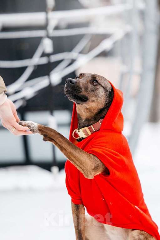 Собаки в Москве: Стася ищет дом — и сердце, в котором она снова будет нужной. Девочка, Бесплатно - фото 4