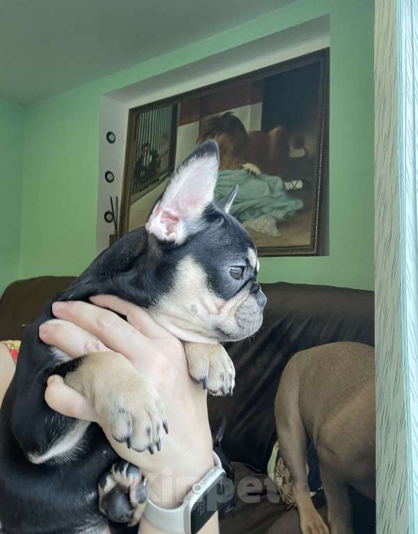 Собаки в других городах Ямало-Ненецкого автономного округа: Идеальный компаньон Девочка, Бесплатно - фото 1