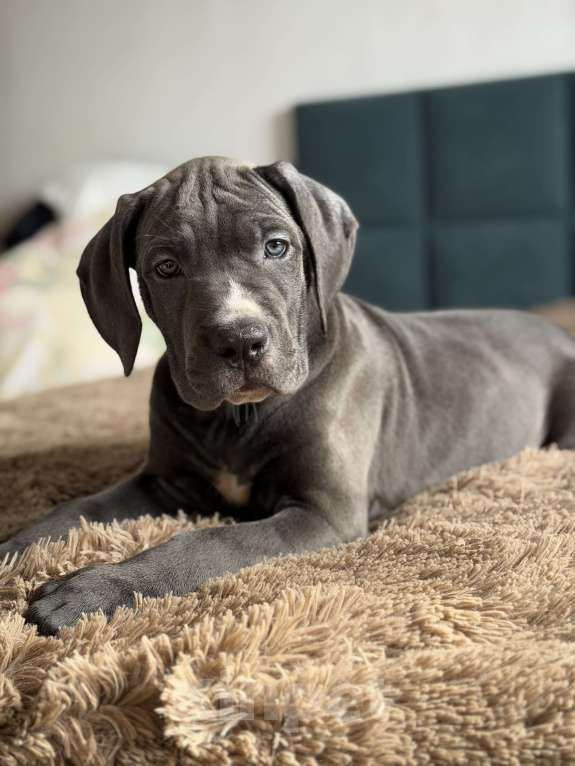 Собаки в Краснодаре: Щенки Кане корсо Девочка, 60 000 руб. - фото 8