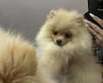 Собаки в Калининграде: Померанский шпиц  Мальчик, 28 000 руб. - фото 5