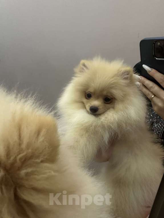 Собаки в Калининграде: Померанский шпиц  Мальчик, 28 000 руб. - фото 5