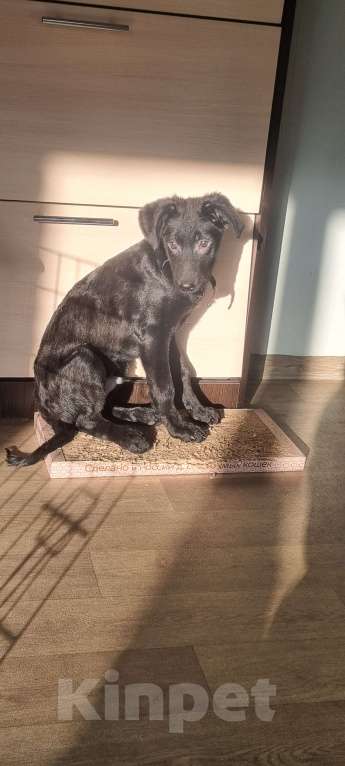 Собаки в Иркутске: Редди ищет не просто хозяев, а своих людей. Мальчик, 100 руб. - фото 3