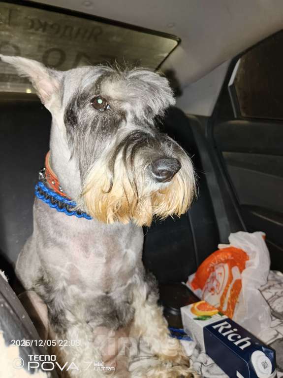 Собаки в Казани: Миттельшнауцер детки  Мальчик, Бесплатно - фото 6