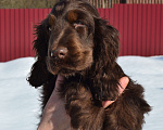 Собаки в Зеленограде: Английский кокер спаниель щенок Мальчик, 50 000 руб. - фото 2