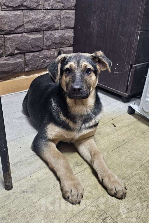 Собаки в Москве: щенок Герда в добрые руки Девочка, Бесплатно - фото 2