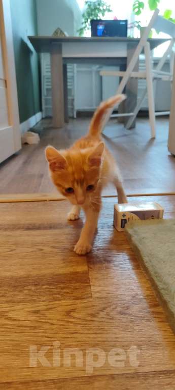 Кошки в Санкт-Петербурге: Котенок в добрые руки Мальчик, 1 руб. - фото 2