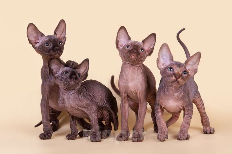 Кошки в Москве: Питомник Скорпион предлагает котят. Мальчик, Бесплатно - фото 2