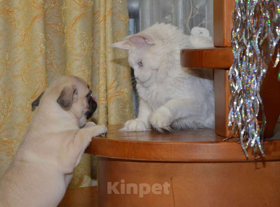 Собаки в Твери: Малышка мопса Девочка, 35 000 руб. - фото 7