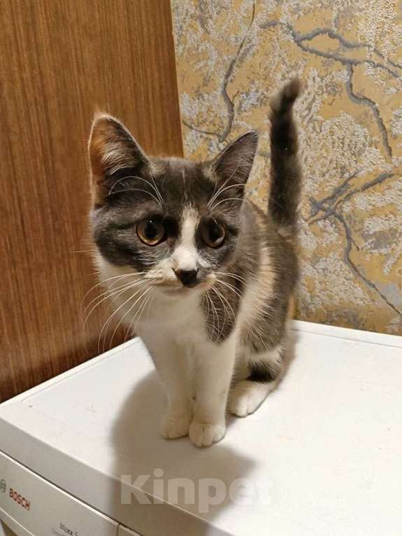 Кошки в Москве: Ищут дом домашние котики — они очень ждут своих людей Девочка, Бесплатно - фото 5