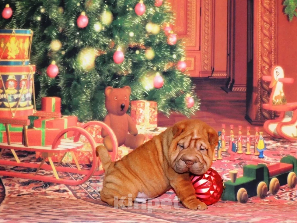 Собаки в Москве: Щенки шарпея из рук Заслуженного Заводчика РКФ Девочка, Бесплатно - фото 6