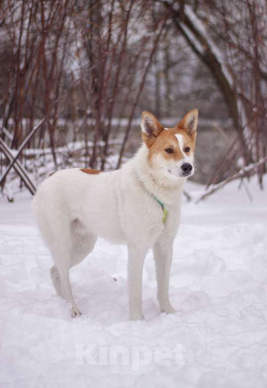 Собаки в Москве: Смышленный и ласковый Дэйв в поисках дома Мальчик, Бесплатно - фото 3