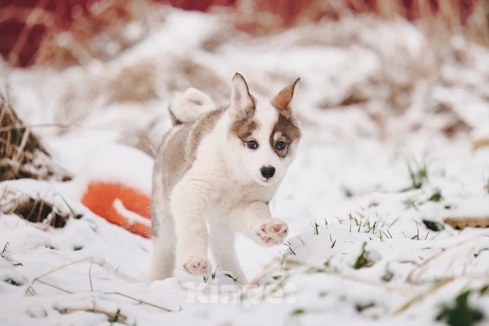 Собаки в Лосином-Петровском: Любава якутенок в добрые руки Девочка, Бесплатно - фото 8
