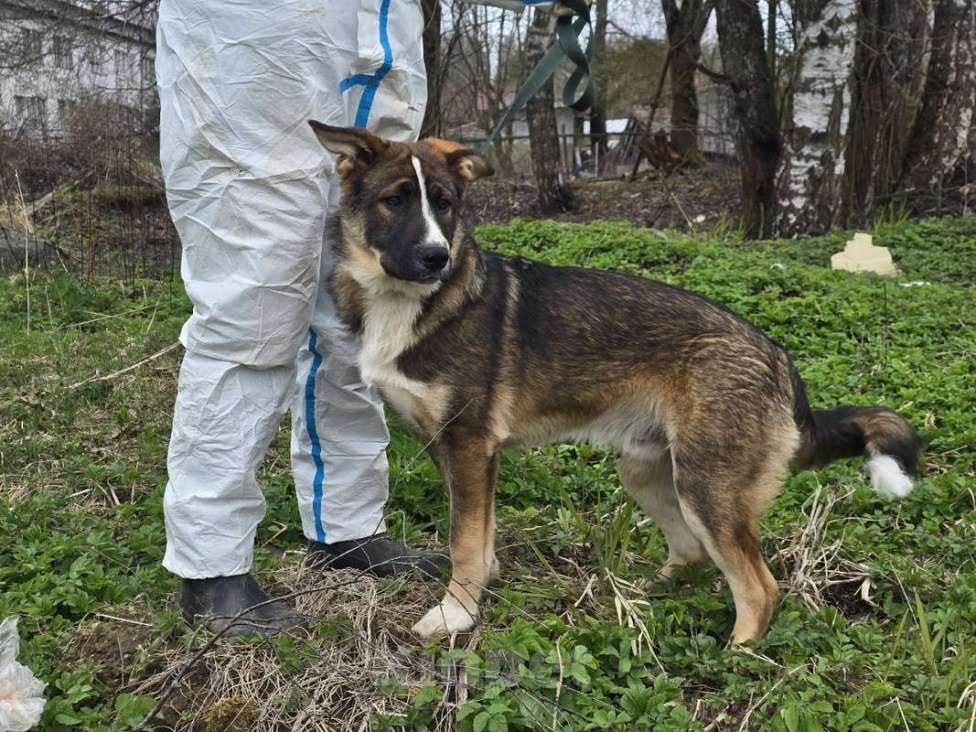 Собаки в Санкт-Петербурге: Ласковый щенок, который понимает всё с полуслова Мальчик, Бесплатно - фото 5