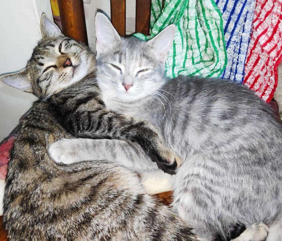 Кошки в Новокубанске: Котята метисы, Бесплатно - фото 1