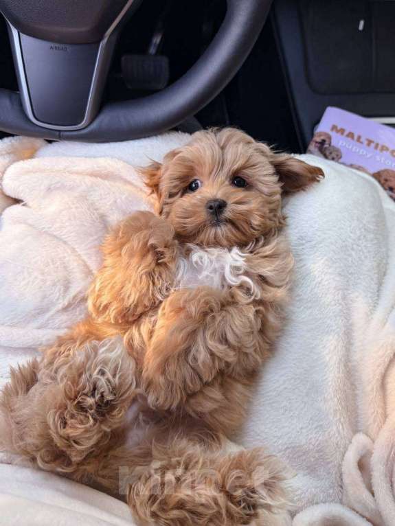 Собаки в Самаре: Мальтипу, щенок Мальчик, 180 000 руб. - фото 5